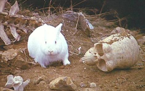 The rabbit of Caerbannog